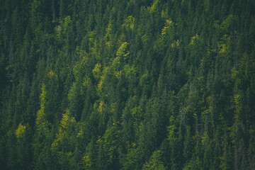 Autumn Serenity in a Misty Pine Forest