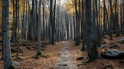 Obraz premium Autumn Forest Path