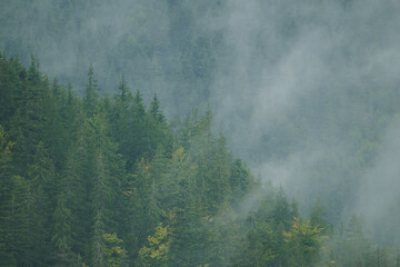 Autumn Serenity in a Misty Pine Forest