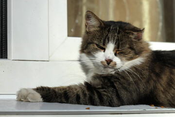Portrait of cute street cat sitting on window sill