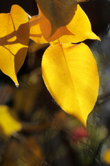 Obraz premium Yellow autumn leaves on nature background