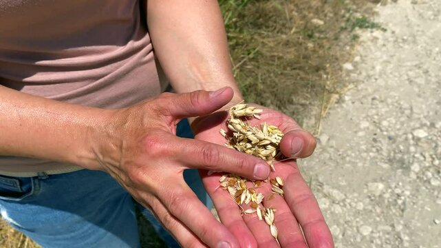 Farmer hands pour grains from one palm to another. Close-up shot: farmer separates the wheat from chaff in palm. Concept: if farmer has done his best, then wheat will thank him with good grain harvest