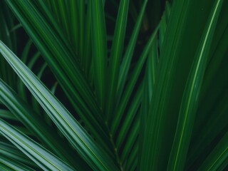Close view of a vibrant green palm leaf, showcasing its natural texture and tropical beauty, growth, vibrant