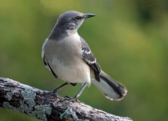 Closeup of a Northern Mockingbird