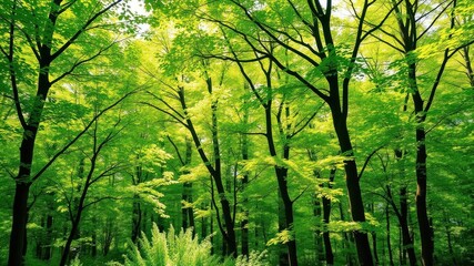 Obraz premium Lush green forest with sun rays peeking through the trees, perfect for outdoor-themed designs or backgrounds, growth, serene