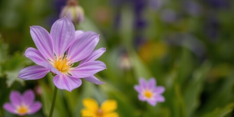 Fototapeta premium Vibrant purple flower petals and leaves, flora, fresh