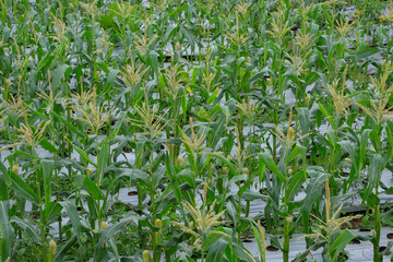 Rows of flowering corn trees with abstract shapes, patterns and textures. View of a corn field in the countryside. Agricultural industry
