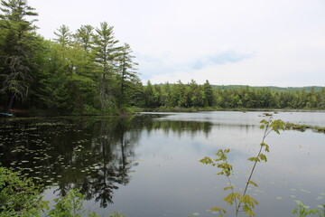 lake in the forest