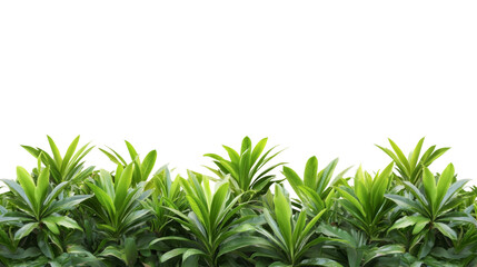 Fototapeta premium Green tropical leaf transparent background