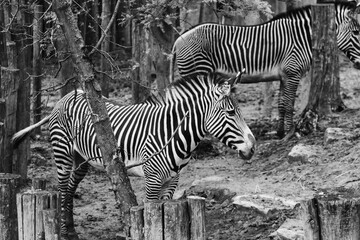 Animals in zoo and wildlife. High resolution photo.