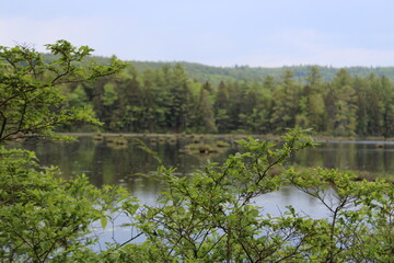 lake in the forest