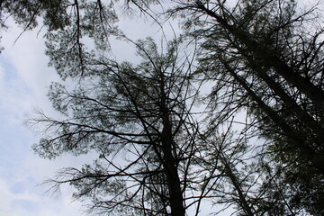 trees and sky
