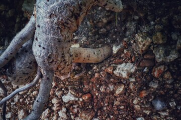 Tree roots intertwined with rocky soil.