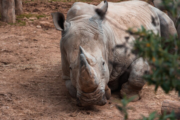 Obraz premium Animals in zoo and wildlife. High resolution photo.