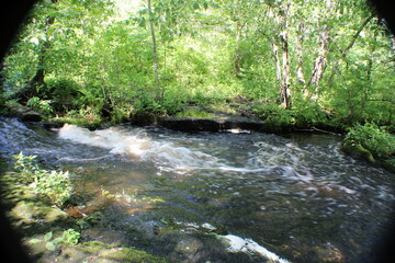 Obraz premium stream in the forest