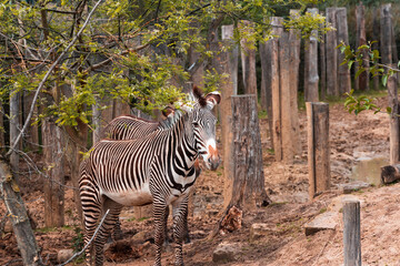 Animals in zoo and wildlife. High resolution photo.