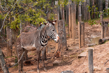 Animals in zoo and wildlife. High resolution photo.