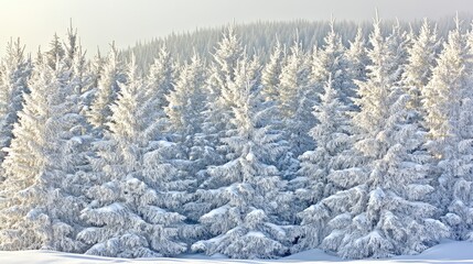 Fototapeta premium Amidst a tranquil winter morning, tall evergreen trees are blanketed in snow, creating a picturesque scene of nature's pure beauty. The misty backdrop enhances the enchanting atmosphere