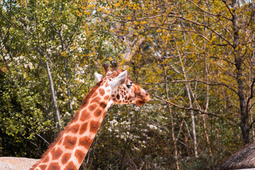 Animals in zoo and wildlife. High resolution photo.