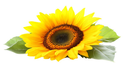 Obraz premium Sunflower transparent background