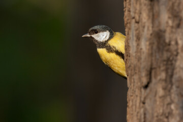 great tit