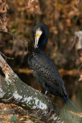 cormorant (Phalacrocorax carbo)