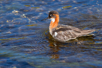 Red necked phalarope swimming in a hot spring in Iceland