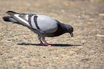 Eine Taube auf Futtersuche