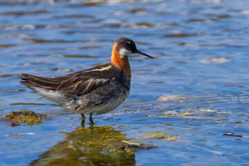 Red necked phalarope swimming in a hot spring in Iceland