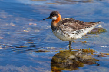 Red necked phalarope swimming in a hot spring in Iceland