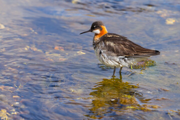 Red necked phalarope swimming in a hot spring in Iceland