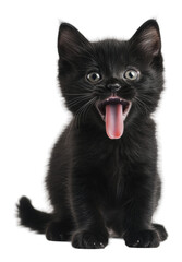 PNG Playful black kitten sticking out its tongue