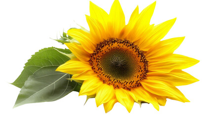 Obraz premium Sunflower transparent background