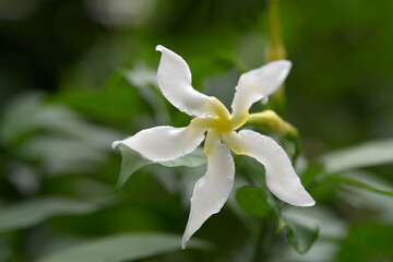 Obraz premium タベルナエモンタナ・パキシフォン