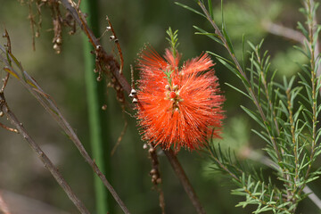 メラレウカ・ラテリティア