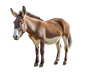 Fototapeta premium Donkey isolated on white, png