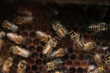 Close-up of a beehive with honeycomb and a swarm of bees.