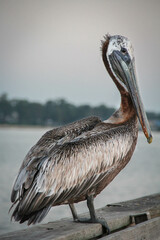 pelican on the beach