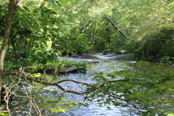 river in the forest