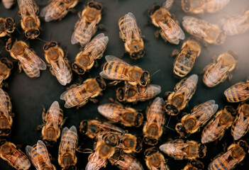 Close-up of a beehive with honeycomb and a swarm of bees.