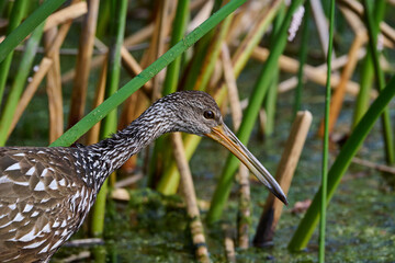 Limpkin juveniles with their parent 