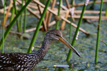 Limpkin juveniles with their parent 