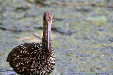 Limpkin juveniles with their parent 