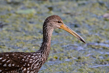 Limpkin juveniles with their parent 