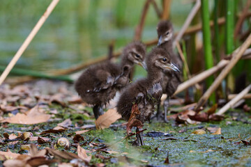 Limpkin juveniles with their parent 