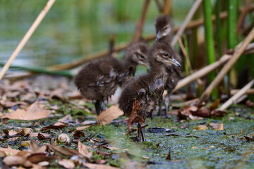 Limpkin juveniles with their parent 
