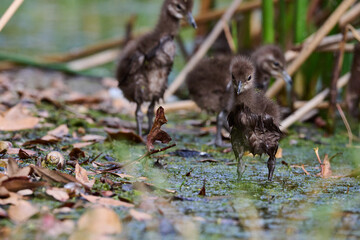 Limpkin juveniles with their parent 