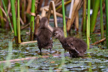 Limpkin juveniles with their parent 