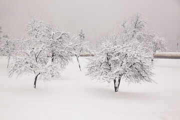 Obraz premium winter in the mountains - small Romanian village in the Carpathians covered with snow