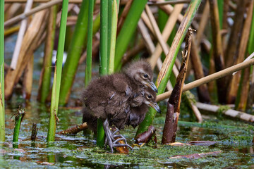 Limpkin juveniles with their parent 